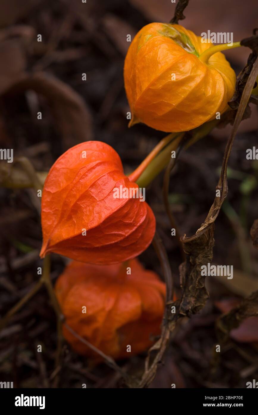 Physalis Alkekengi, known as Chinese Lanterns, Bladder Cherry or Winter Cherry a distant relative of Cape Gooseberry or Andes Berry. Stock Photo