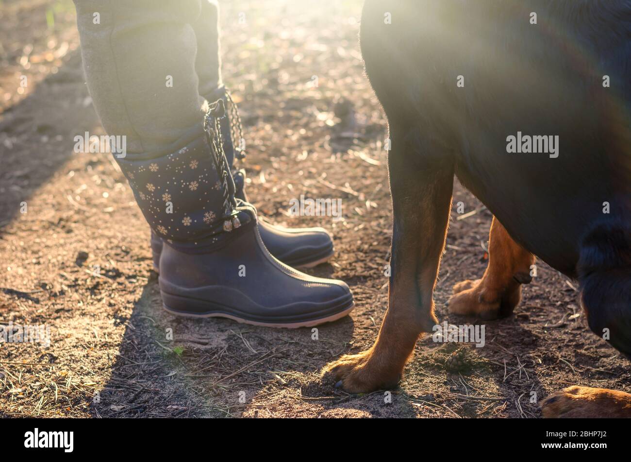 rottweiler boots