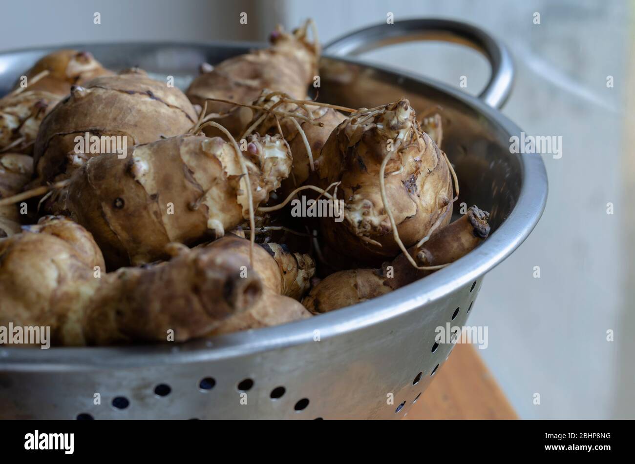 Raw Jerusalem artichoke in a colander. A group of freshly picked