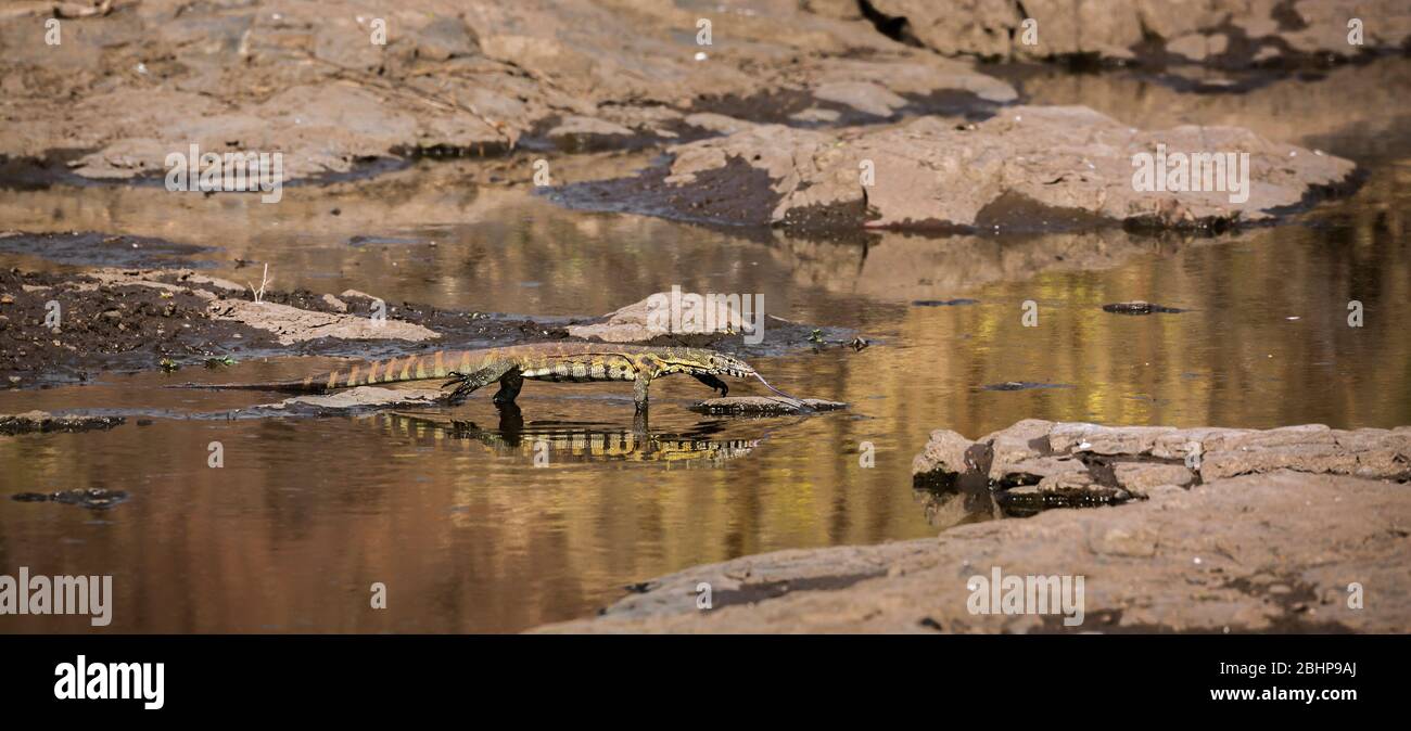 Nile monitor walking in water with reflection in Kruger National park, South Africa ; Specie Varanus niloticus family of Varanidae Stock Photo