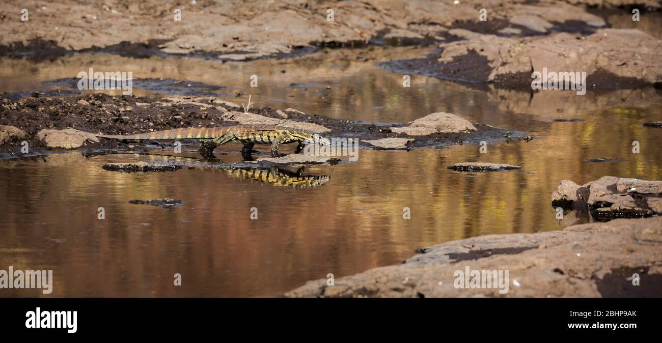Nile monitor walking in water with reflection in Kruger National park, South Africa ; Specie Varanus niloticus family of Varanidae Stock Photo