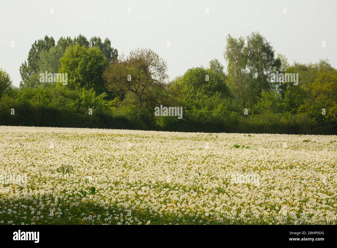 Pasture weeds hi-res stock photography and images - Alamy