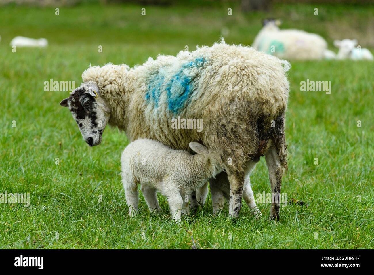 1 mule sheep ewe & 2 tiny lambs close-up, standing on farm field grass in spring (hungry offspring feeding & mother looking down) - England, GB, UK. Stock Photo