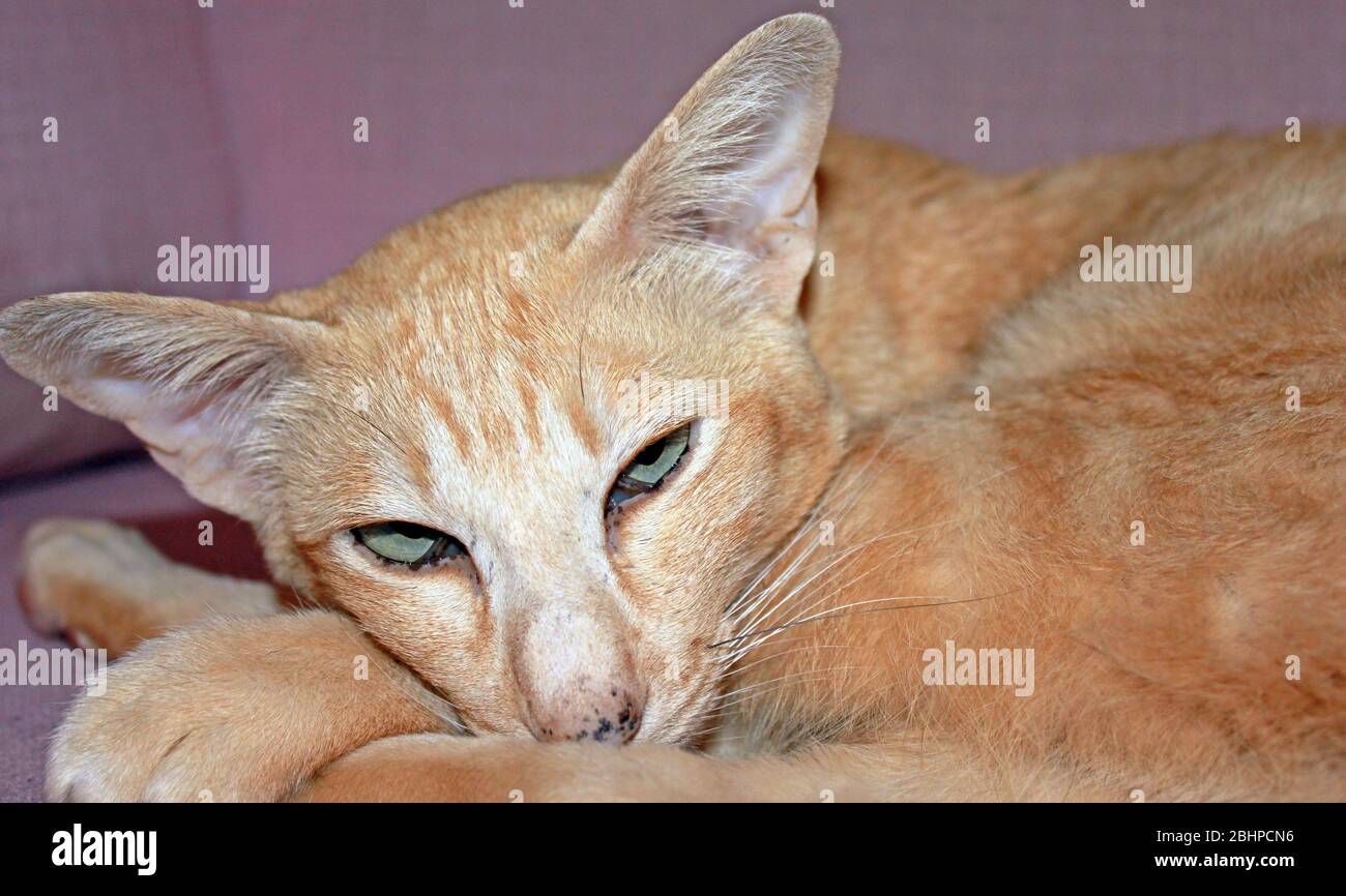 Oriental/Siamese red spotted tabby cat Stock Photo