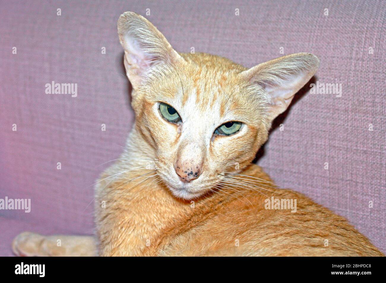 Red-spotted tabby oriental or Siamese cat Stock Photo