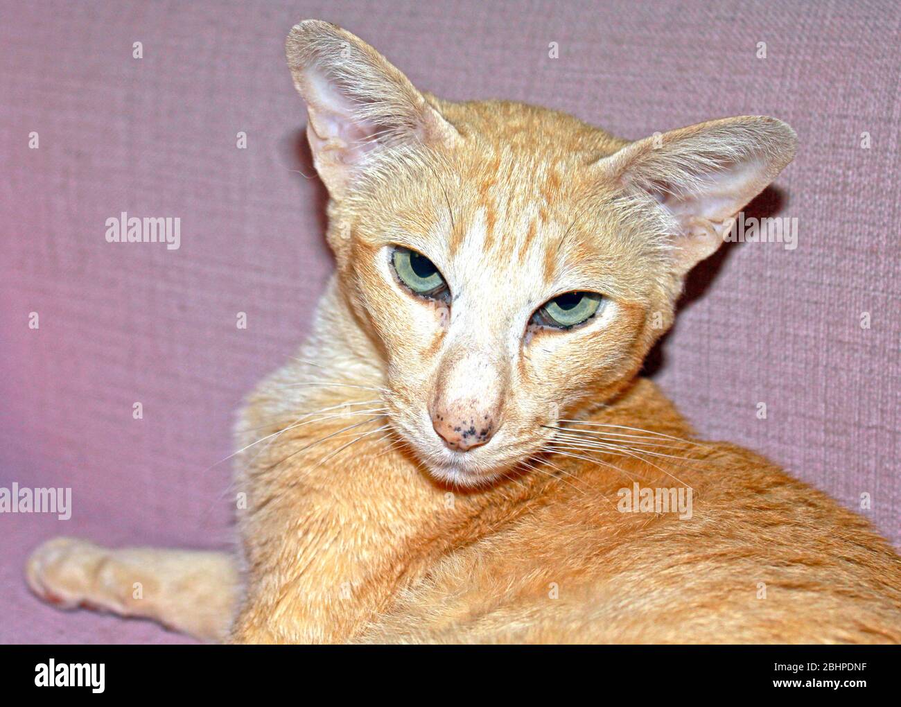 Orinetal?Siamese red spotted tabby cat Stock Photo