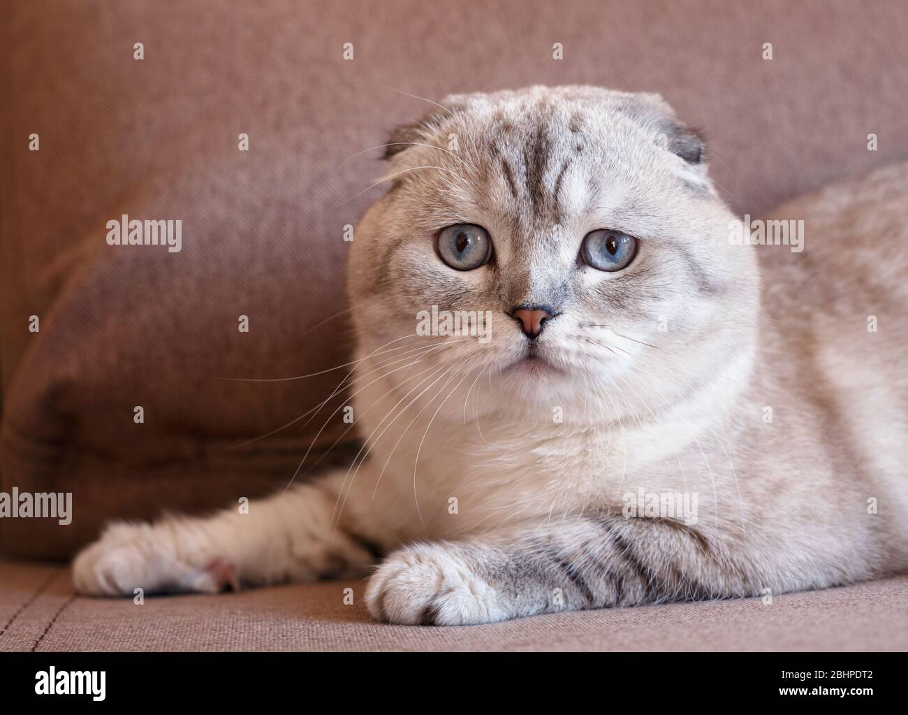 Portrait of a scottish fold cat. Gray cat with beautiful patterns Stock  Photo - Alamy, image size:1300x1023