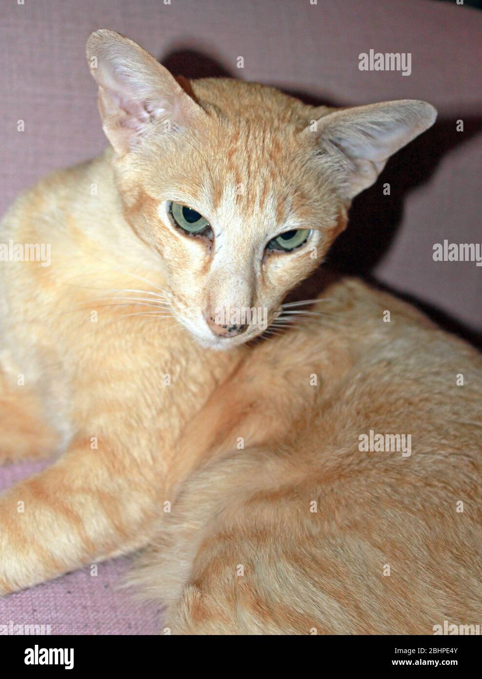 Orinetal/Siamese red spotted tabby cat Stock Photo