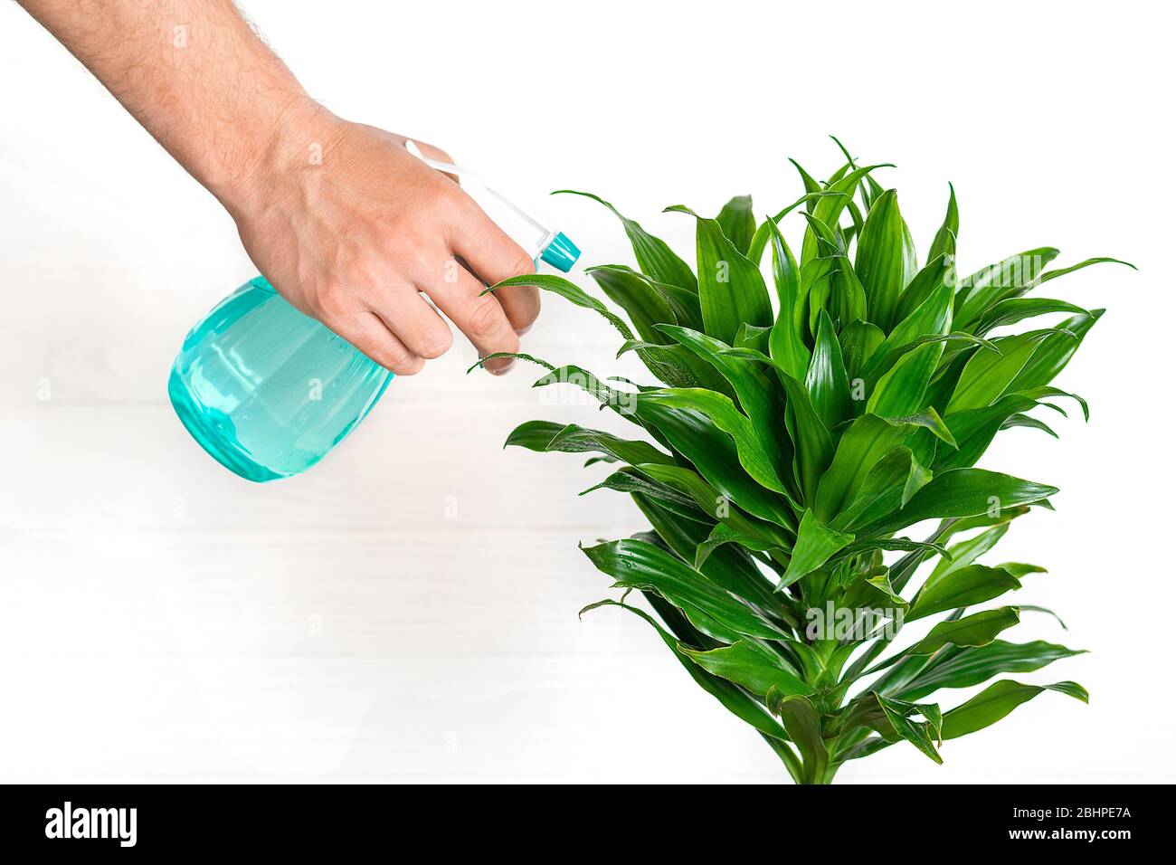male hand holds sprayer and sprays house plant fragrant dracaena Plant care, home decor concept Stock Photo