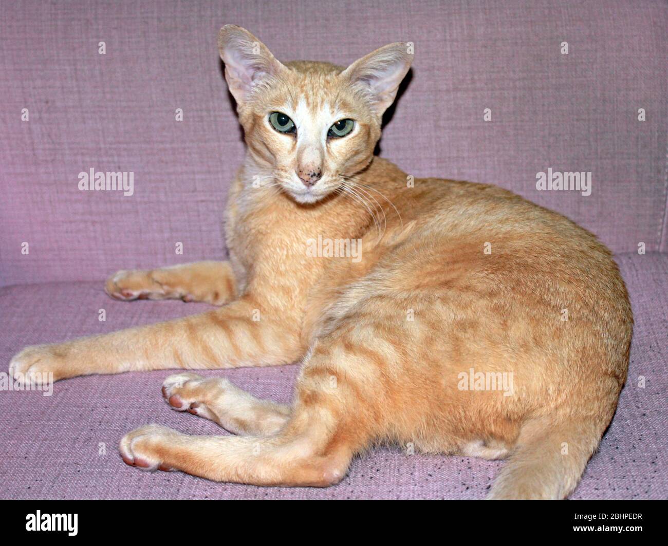 Red-spotted tabby oriental or Siamese cat Stock Photo
