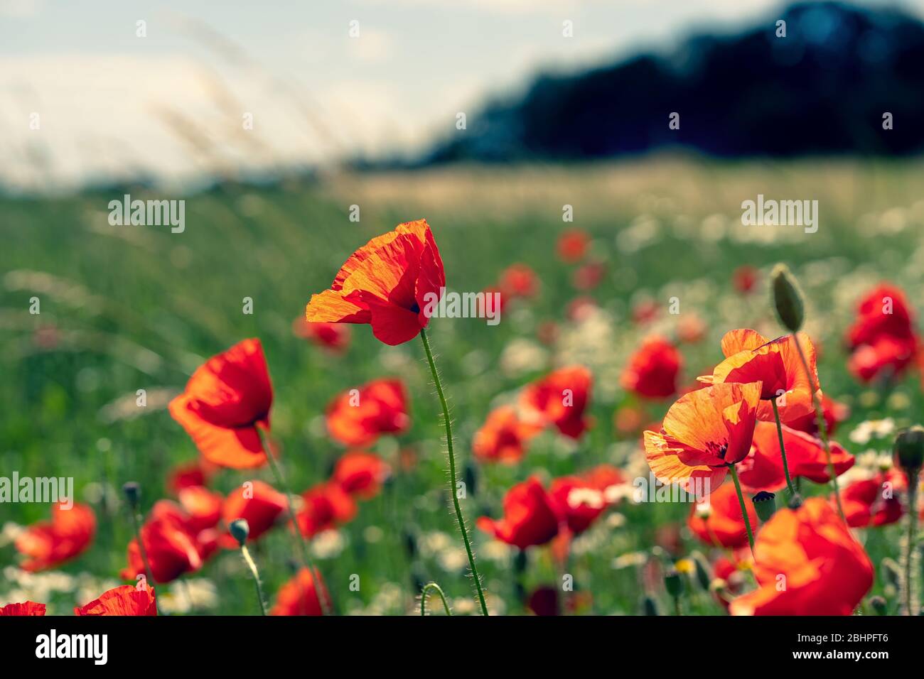 Daisies and poppies in the field Stock Photo