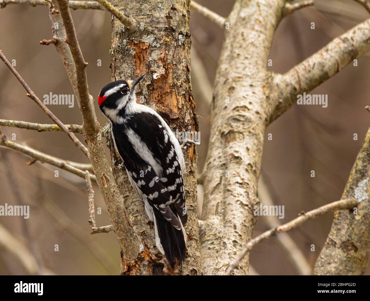 Downy woodpecker perched on trunk of tree. Stock Photo