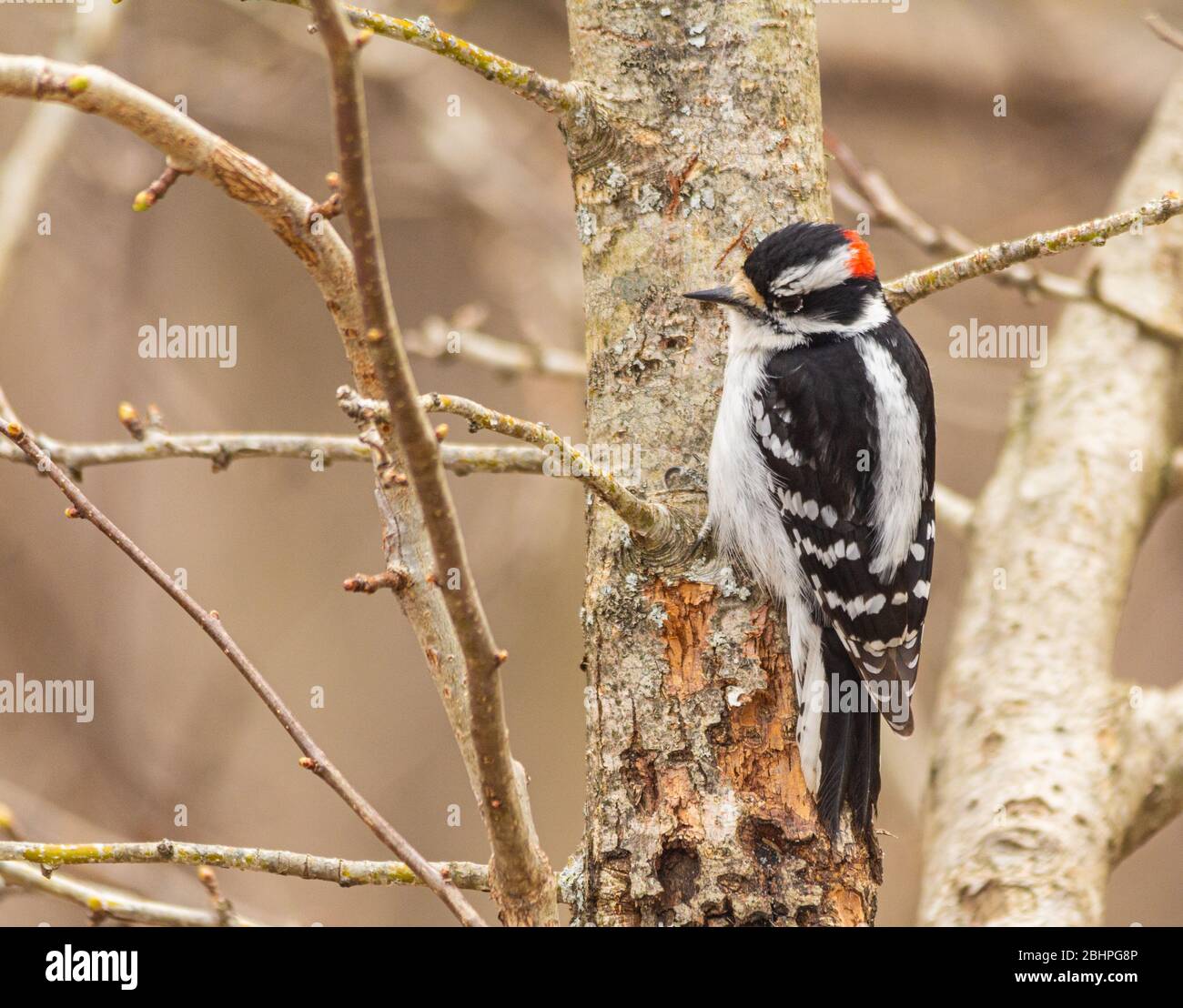 Downy woodpecker perched on trunk of tree. Stock Photo