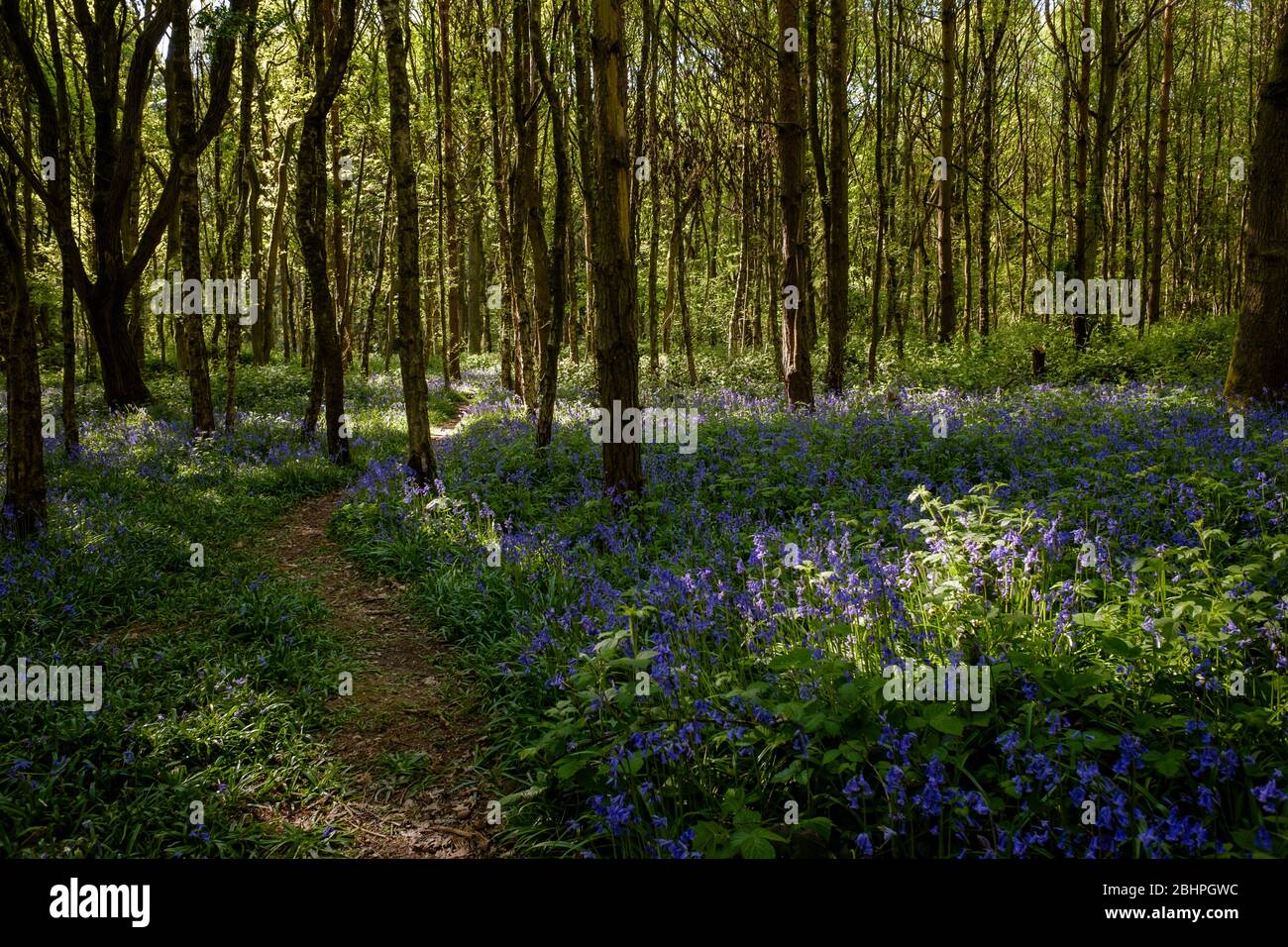 A path through the woods on a sunny day where Bluebells are out in bloom. Stock Photo