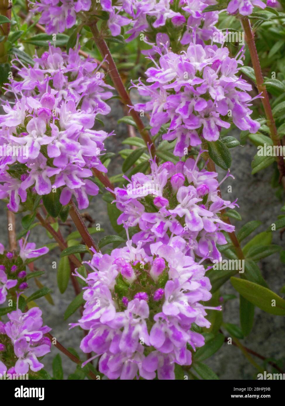 Satureja hortensis hires stock photography and images Alamy
