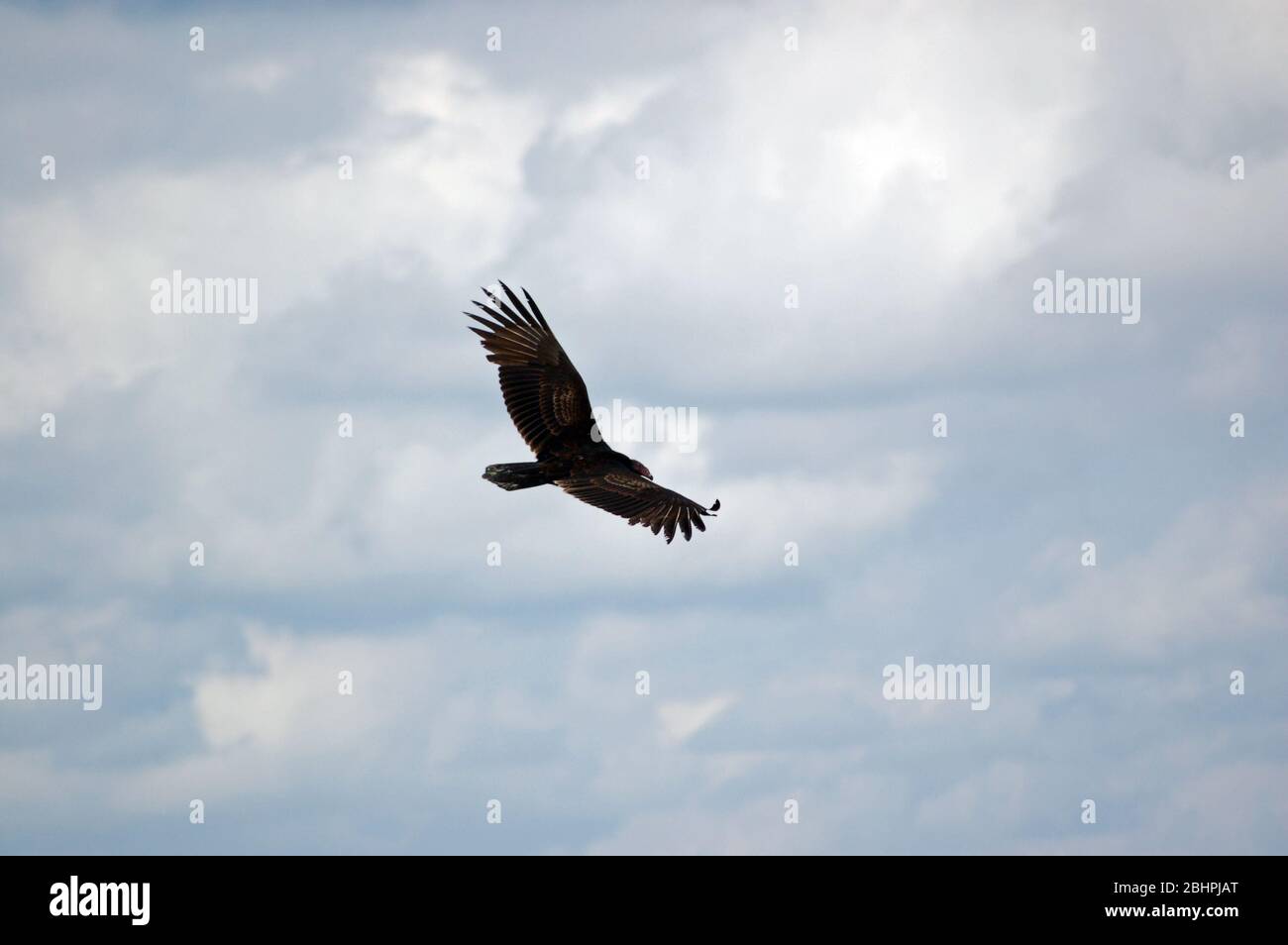 View looking down on a turkey vulture in flight in Havana, Cuba. Stock Photo