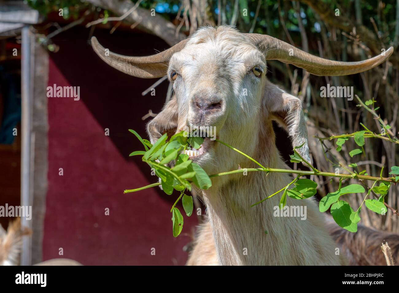 A goat chewing leaves off a branch. His mouth is open and you can see leaves in his mouth. Horns sweep back from his head. Red barn outside depth of f Stock Photo