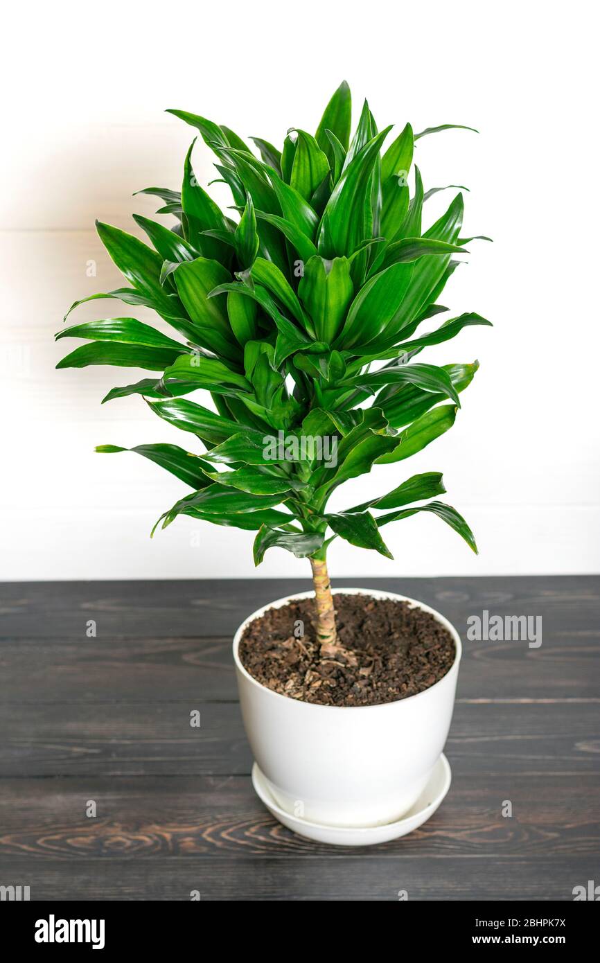 green fragrant dracaena plant isolated on white background House plant, home decor concept Stock Photo