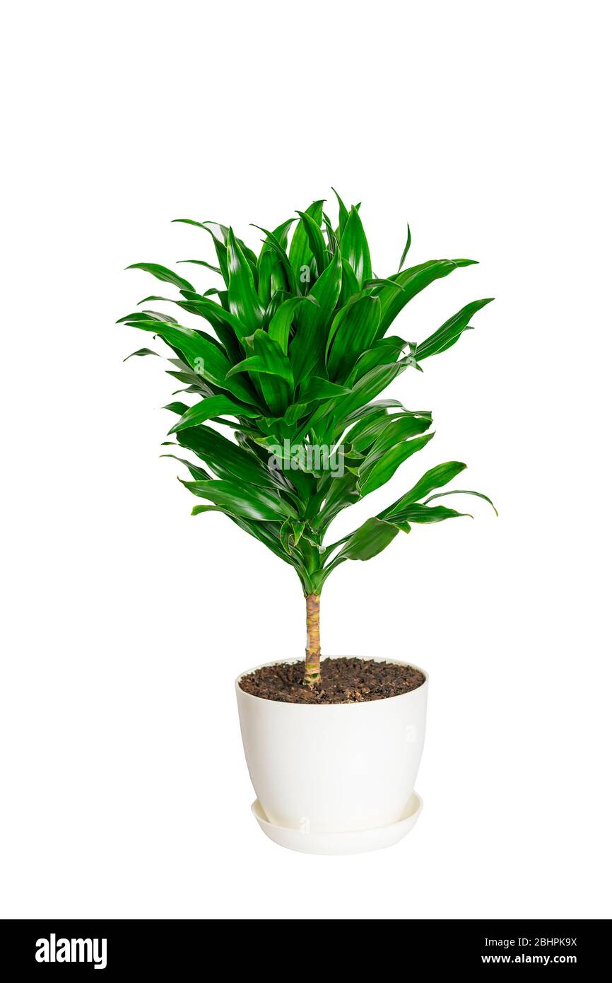 green fragrant dracaena plant isolated on white background House plant, home decor concept Stock Photo
