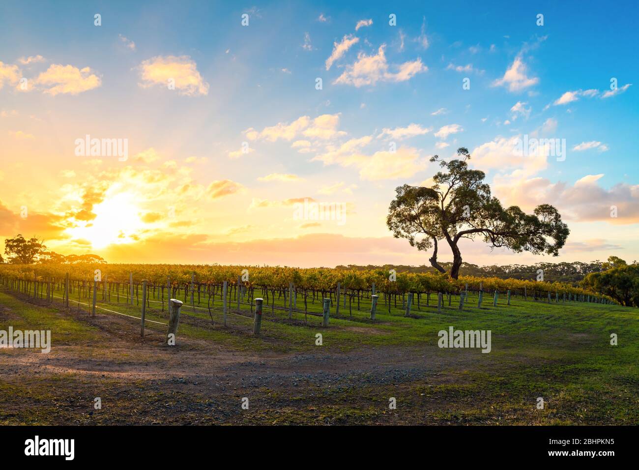 McLaren Vale vineyard with tree at sunset, South Australia Stock Photo