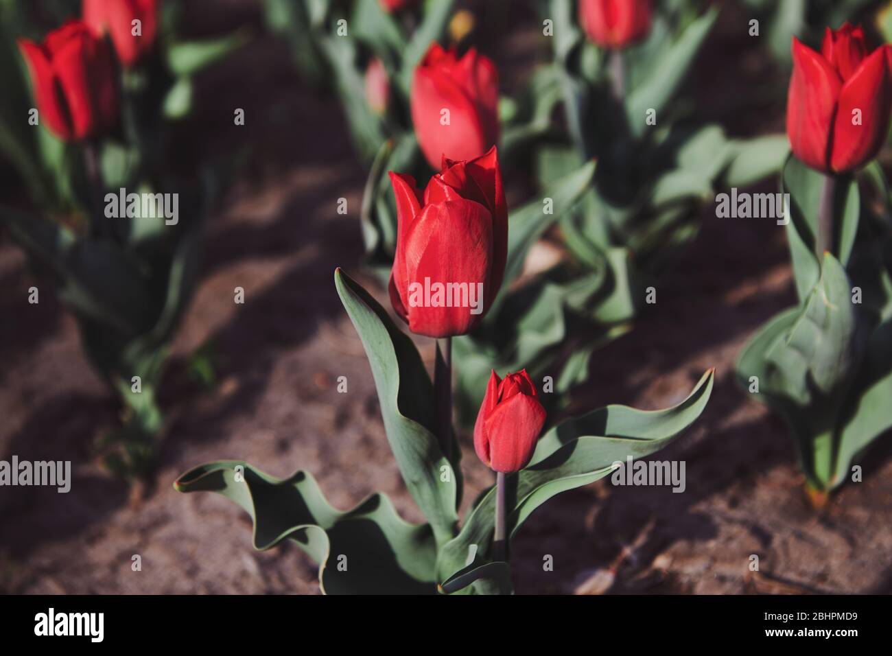 Beautiful red tulips in the garden on sunny day. Flowers planting in the city. Floral photo. Stock Photo