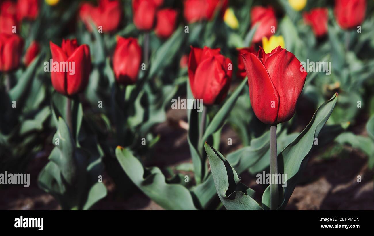 Beautiful red tulips in the garden on sunny day. Flowers planting in the city. Wide format photo. Blurred photo. Stock Photo