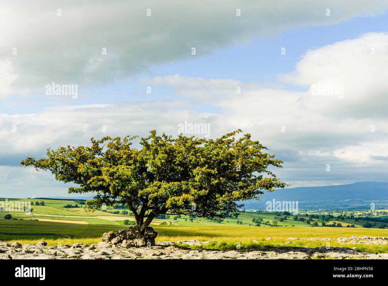 Hawthorn tree on Crosby Ravensworth Fell in Cumbria with the North Pennines on the skyline Stock Photo