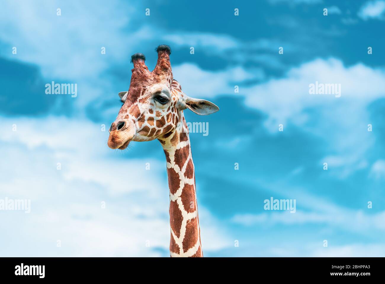 Beautiful portrait of Giraffa camelopardalis posing on a vivid blue sky background Stock Photo