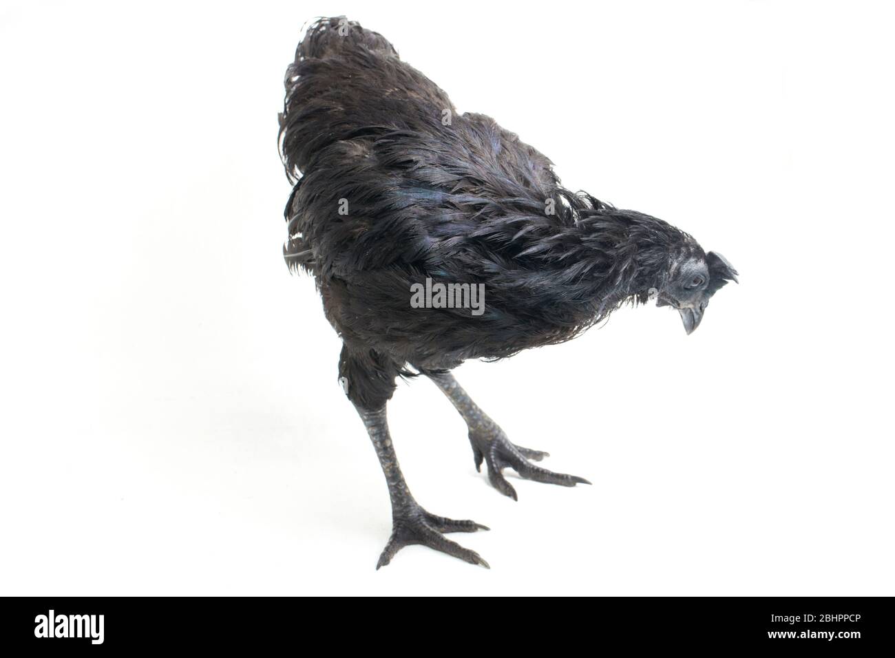 Black Ayam Cemani Chicken isolated on white background Stock Photo - Alamy