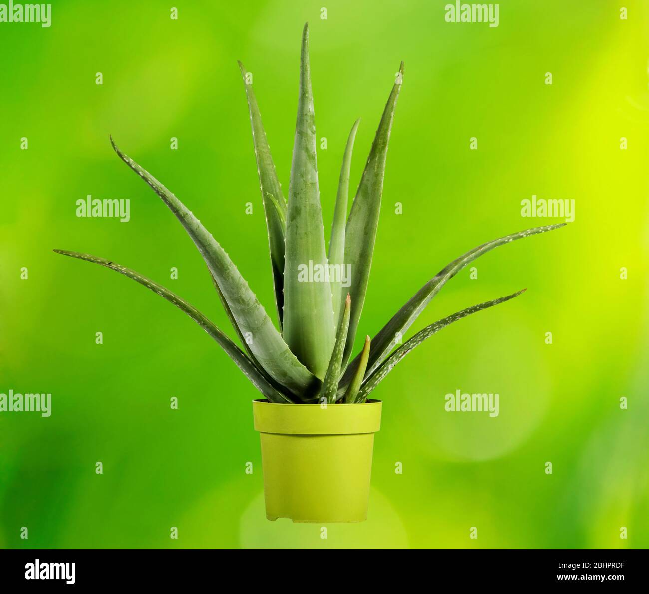 Close up Aloe Vera Plant, Used for Herbal Medicine, on Yellow Green Pot and green background Stock Photo