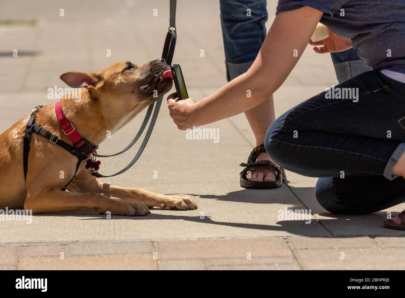 A woman taking a photo of a dog with a smartphone Stock Photo