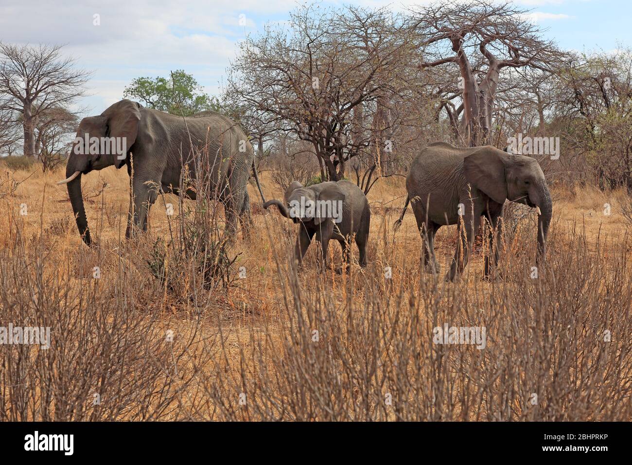 Small family group of elephants Stock Photo