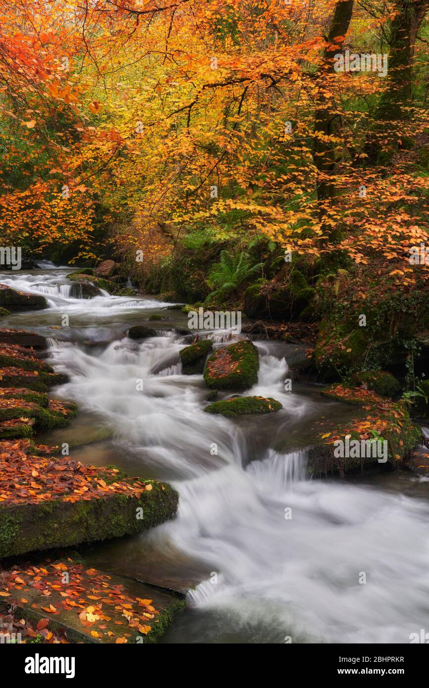 Autumn colour deep in the valley along the Trevillett River near Tintagel Stock Photo