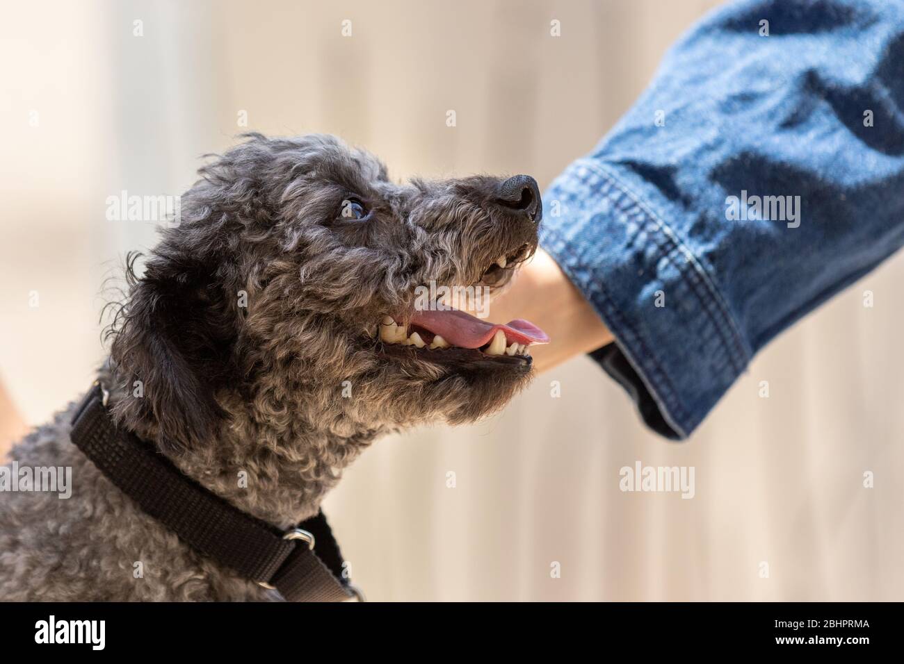 A woman petting a small poodle mix Stock Photo