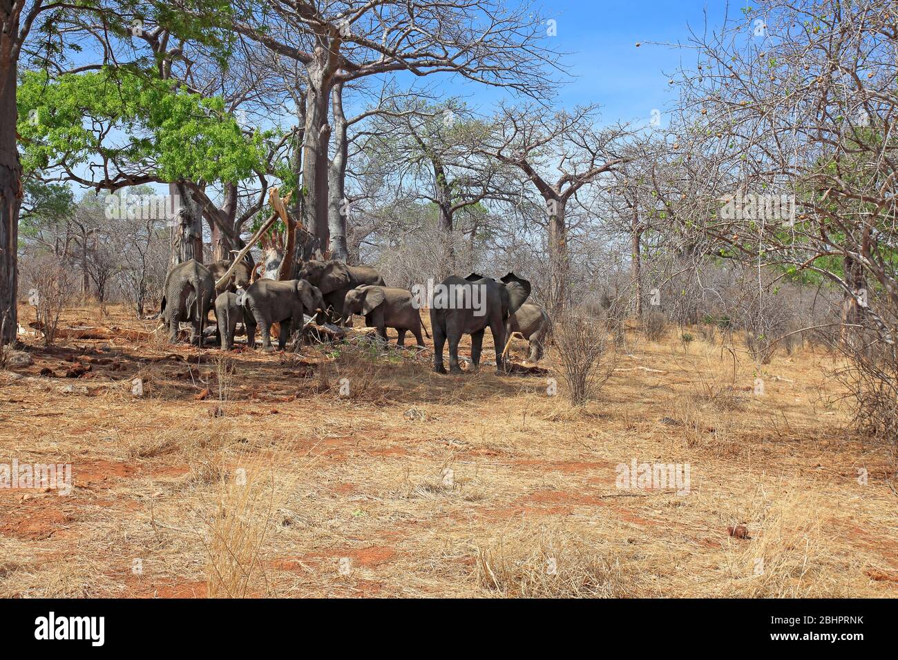 Family of elephants stripping and eating a tree Stock Photo