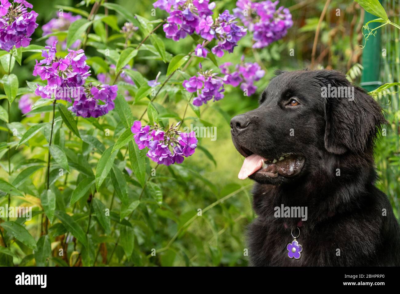 A newfoundland puppy in front of purple phlox Stock Photo