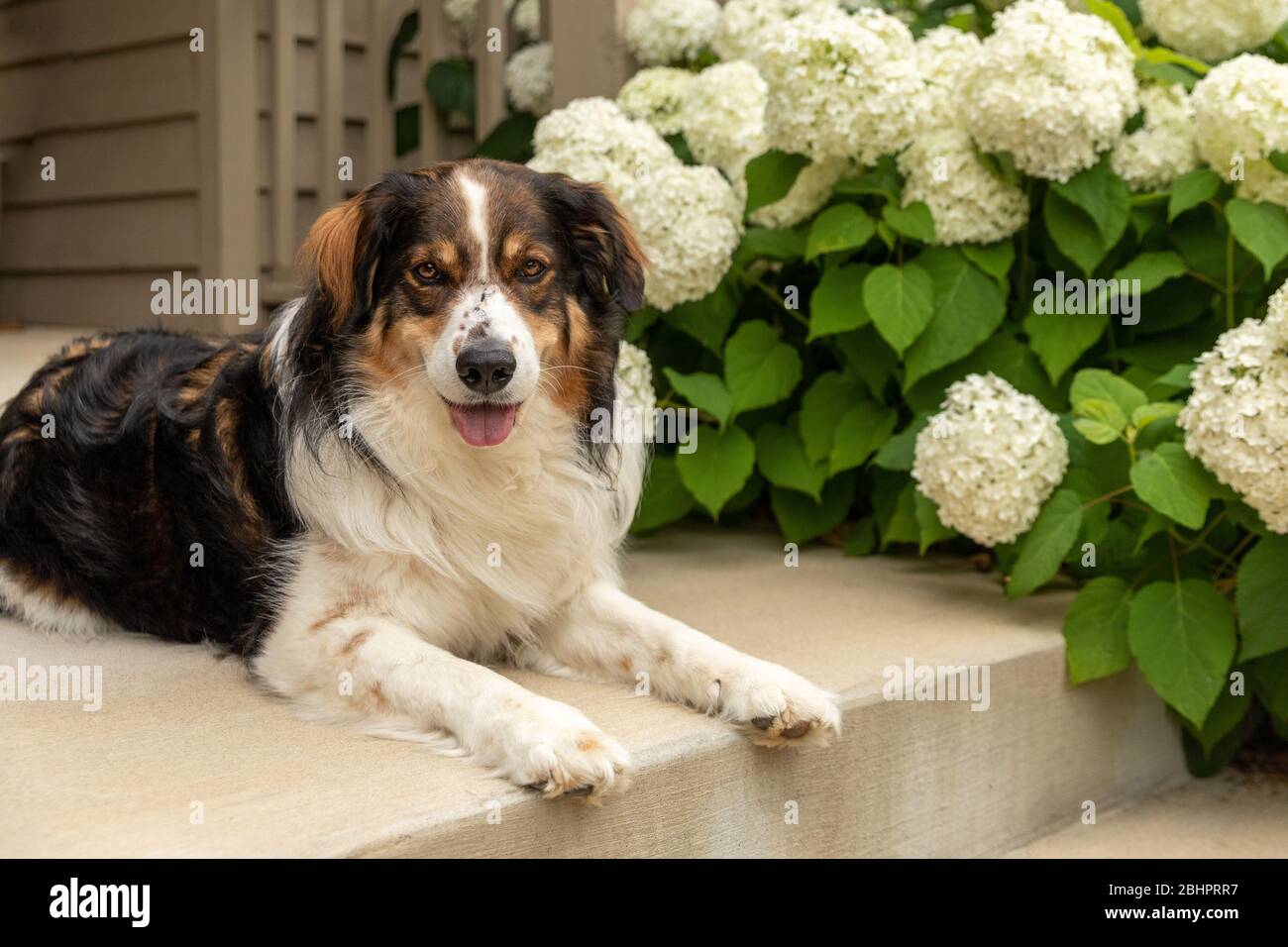 An English Shepherd on a front porch in summer Stock Photo