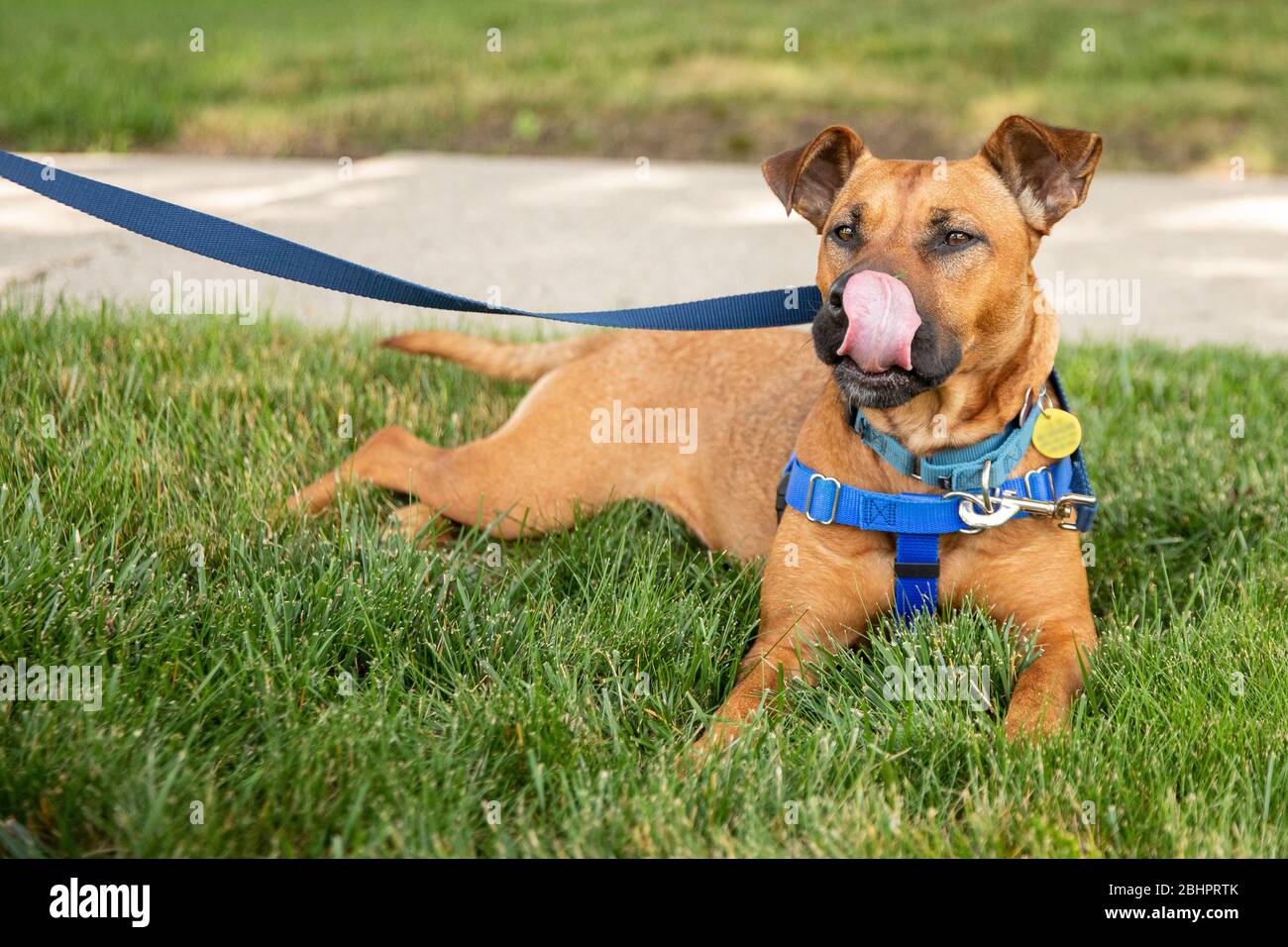 A shepherd dog wearing a harness laying in the grass Stock Photo Alamy