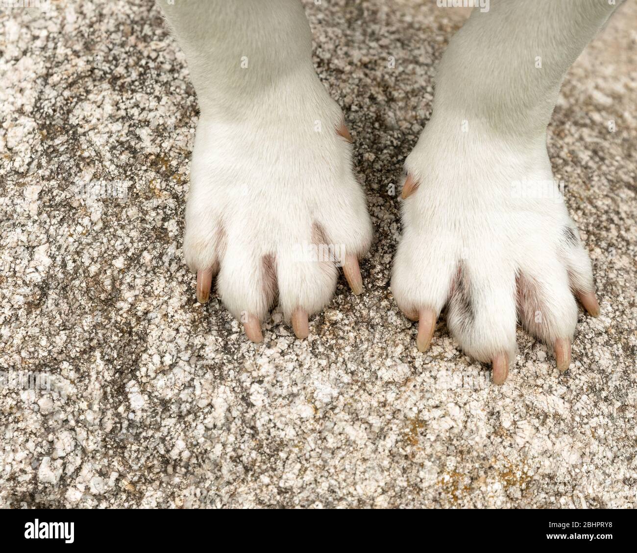 Close up of white bulldog paws Stock Photo