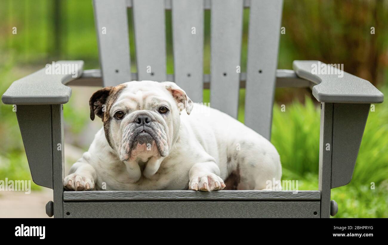 Adirondack chair dog hi res stock photography and images Alamy