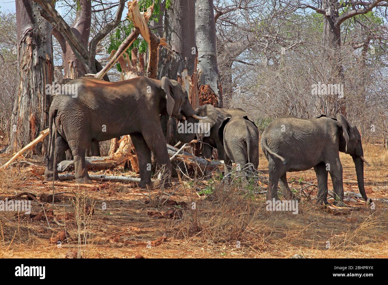Family of elephants stripping and eating a tree Stock Photo