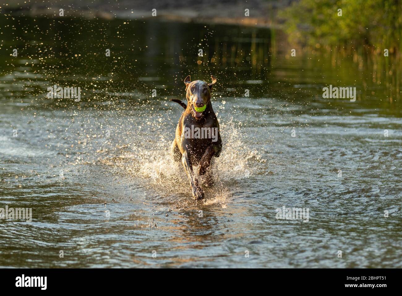 Doberman dog playing in lake Stock Photo