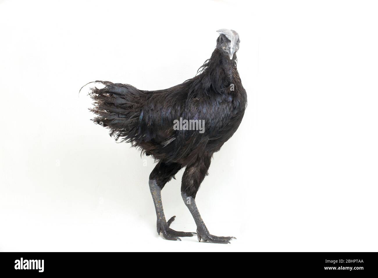 Black Ayam Cemani Chicken isolated on white background Stock Photo - Alamy