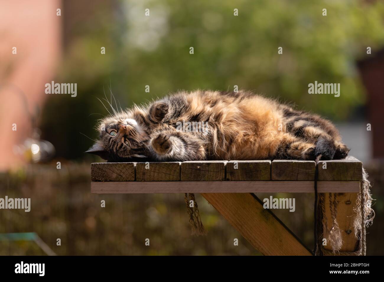 Tabby cat lounging on sunny garden platform i. April, 2020 Stock Photo