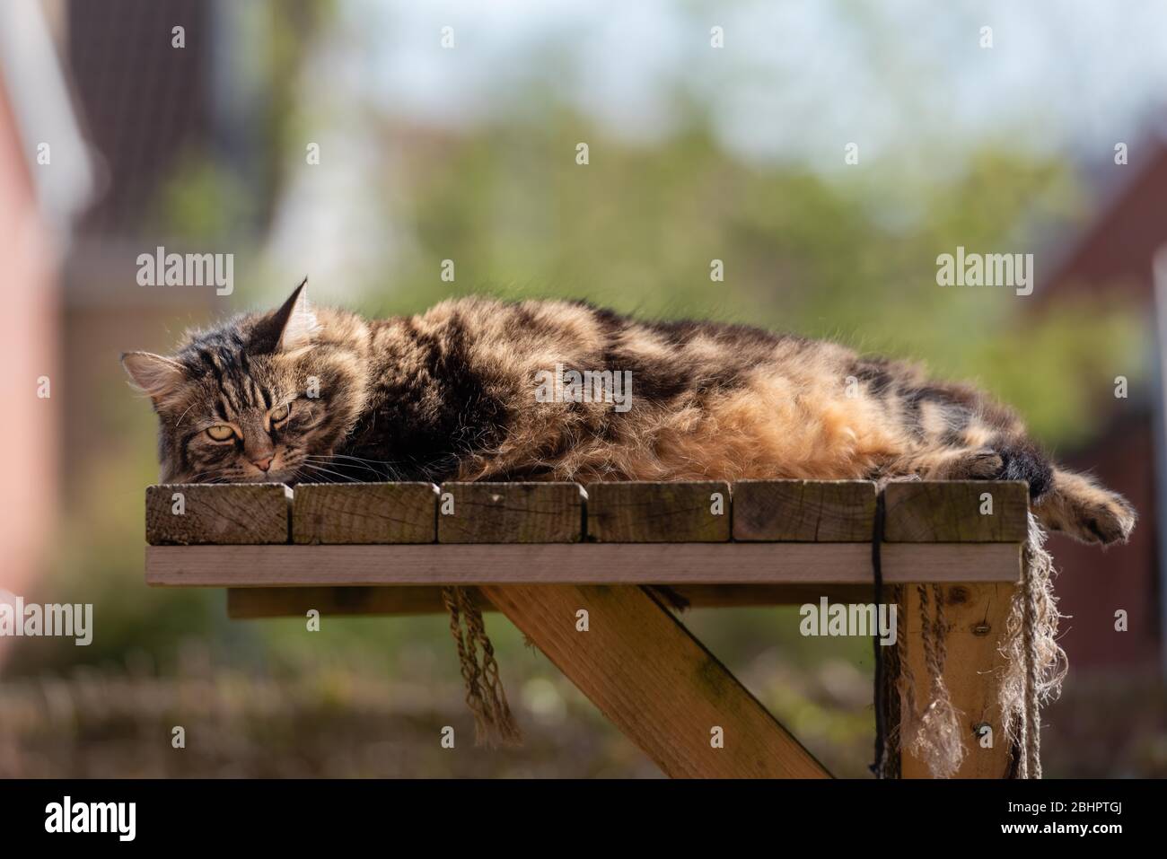 Tabby cat lounging on sunny garden platform ii eye contact. April, 2020 Stock Photo