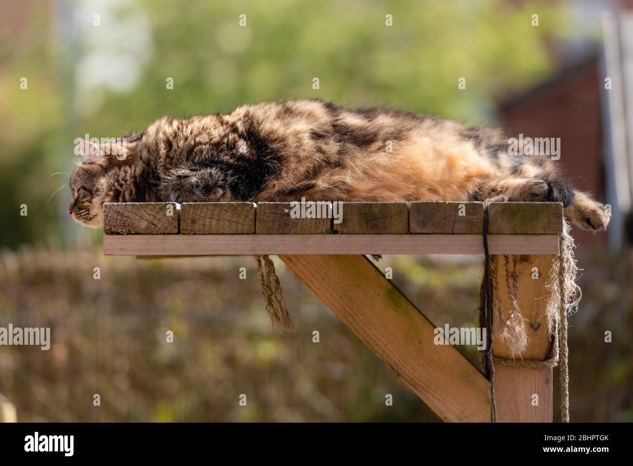 Tabby cat lounging on sunny garden platform iii sleeping. April, 2020 Stock Photo