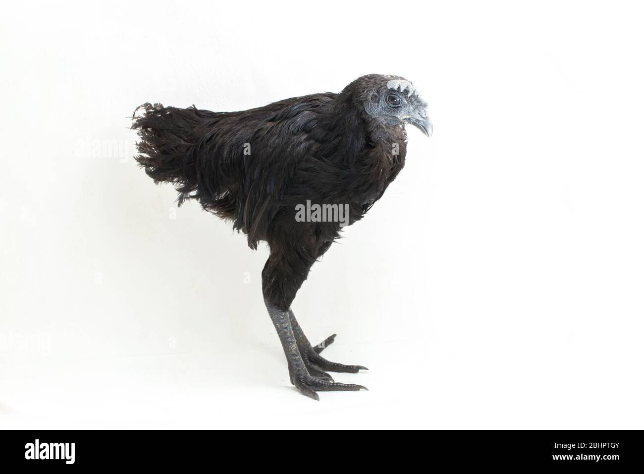 Black Ayam Cemani Chicken isolated on white background Stock Photo - Alamy