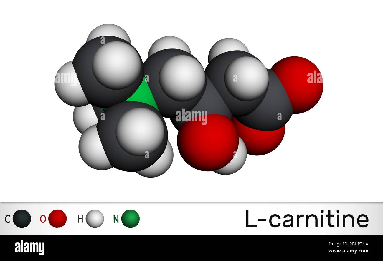 L-carnitine, Levocarnitine, Carnitine, C7H15NO3 molecule. Molecular model. 3D rendering Stock Photo - Alamy L-carnitine, Levocarnitine, Carnitine, C7H15NO3 molecule. Molecular model. 3D rendering Stock Photo - Alamy