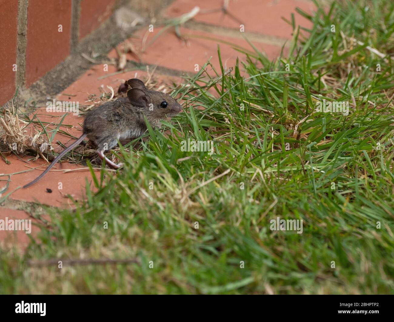 A field or wood mouse, Apodemus sylvaticus, in a London garden. Stock Photo
