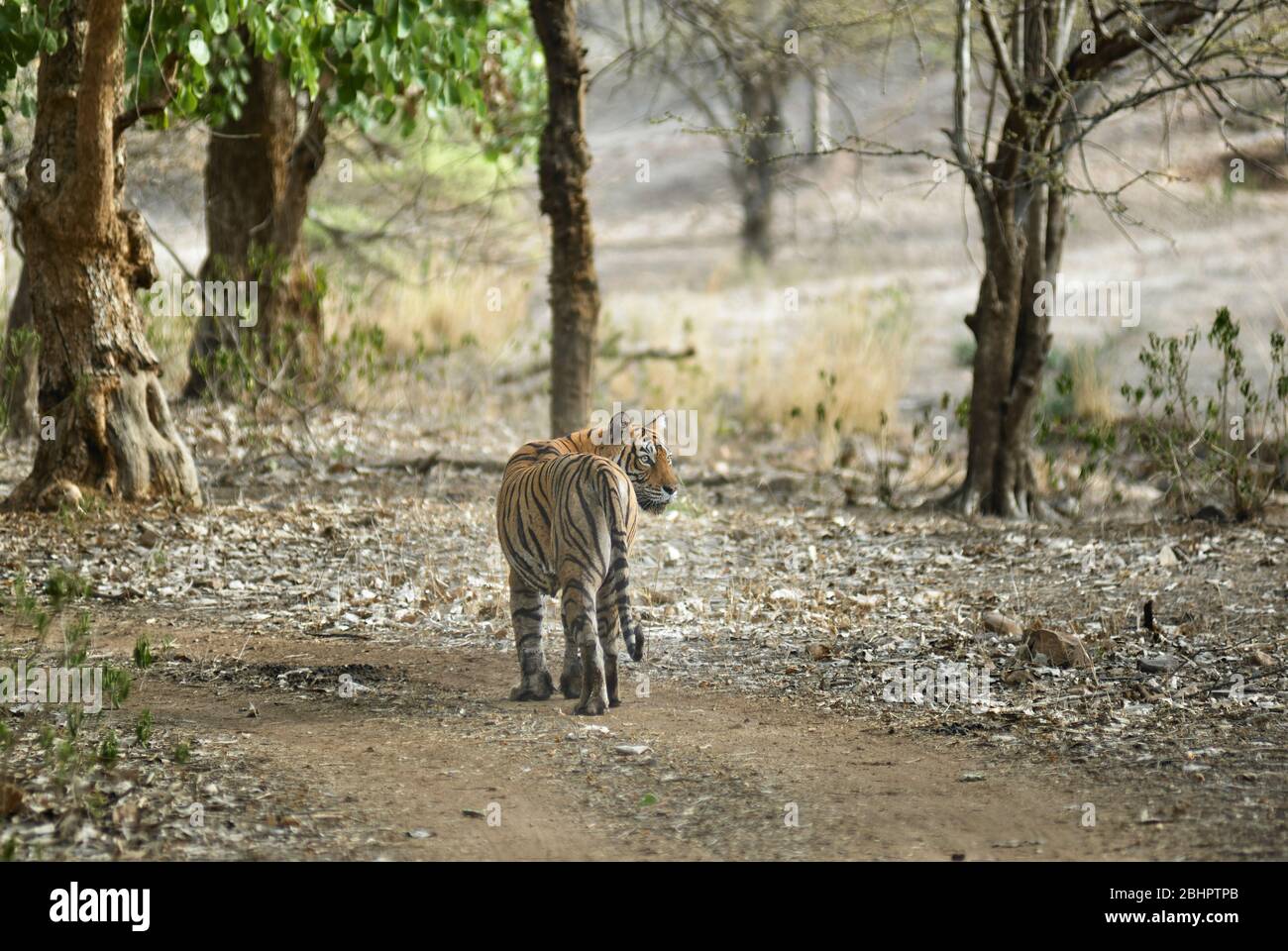 Bengal Tigress Machali prowling near nalghati area of Ranthambhore, forest, India. Stock Photo